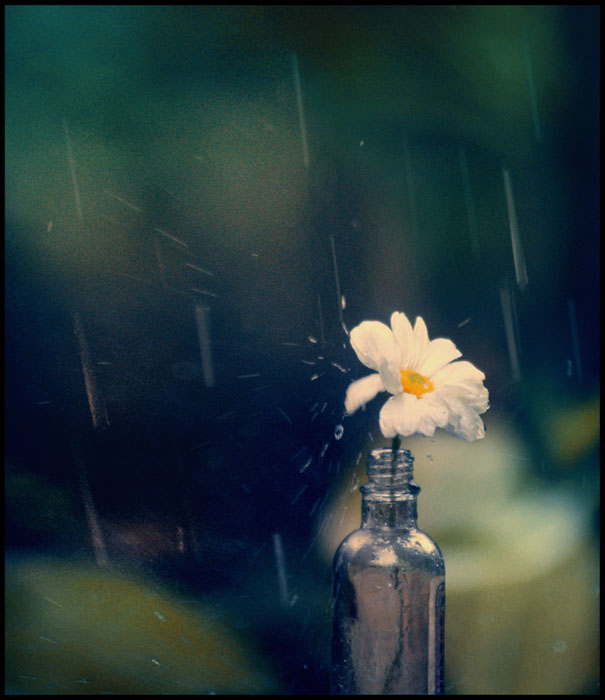 like a sad song flower rain bottle