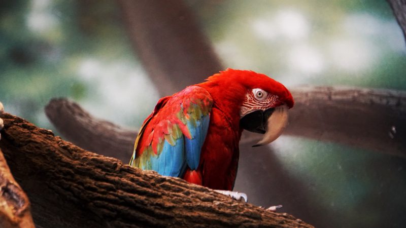 ashamed parrot